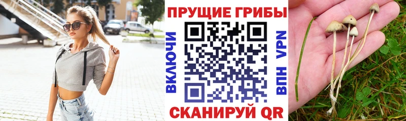 Галлюциногенные грибы прущие грибы  Невельск 